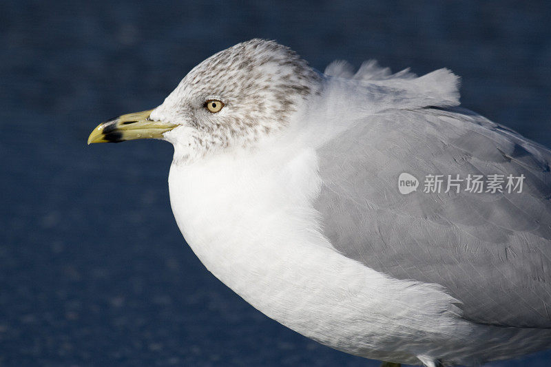 环嘴鸥(Larus delawarensis)特写